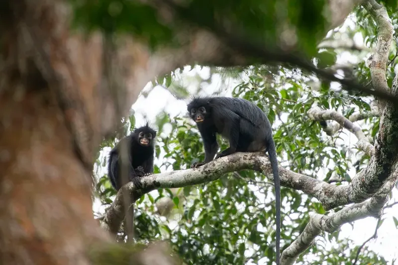 Colobus