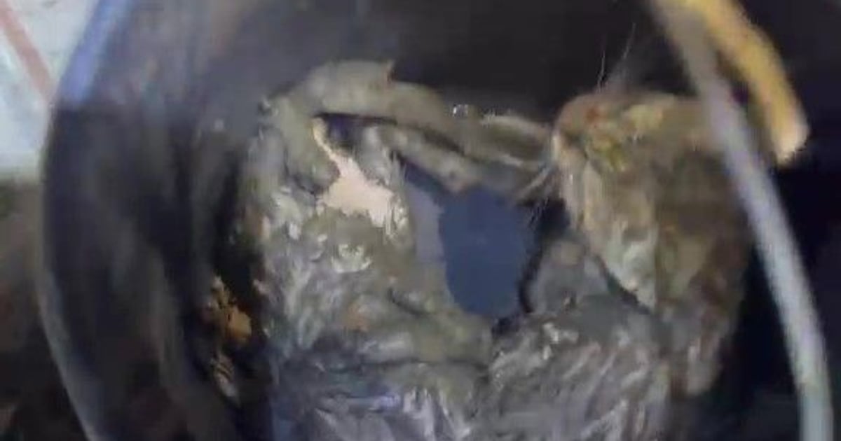 Doi pui de pisică, salvați de pompierii bihoreni dintr-o fântână de 13 metri