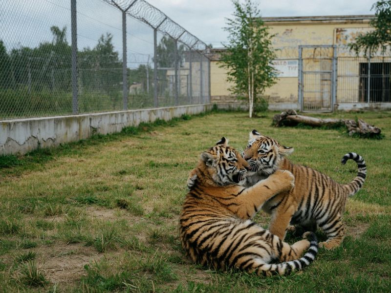 Doi pui de tigru siberian s-au născut la Zoo Oradea: micuții cântăresc peste 8 kilograme