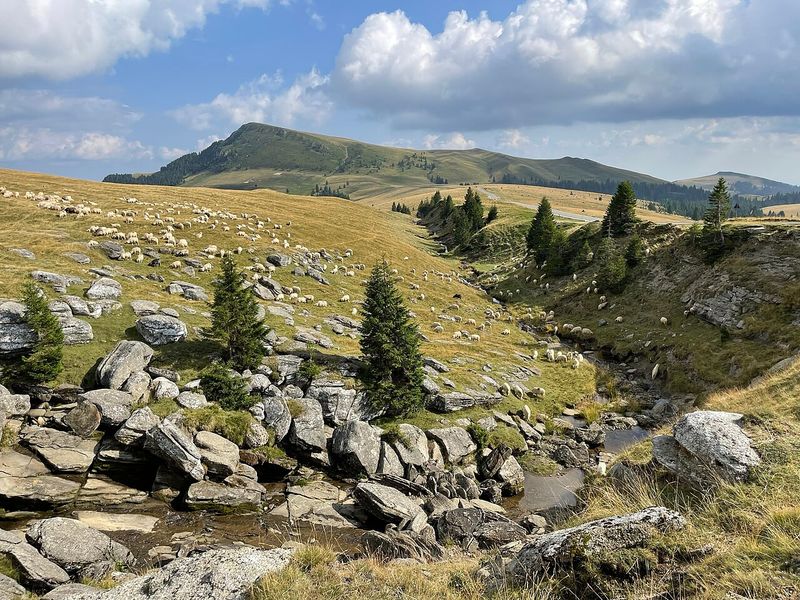 Turmă de oi și cioban în Munții Bucegi, România