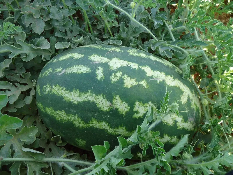 Lebenita