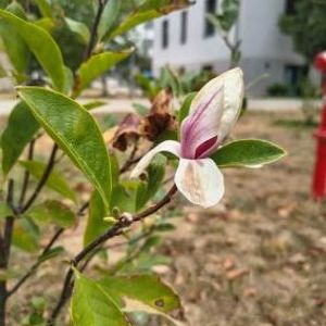 Magnoliile din campusul Universității din Oradea au înflorit din nou