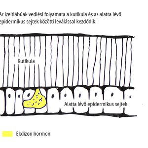 Muzeul Țării Crișurilor explică năpârlirea artropodelor