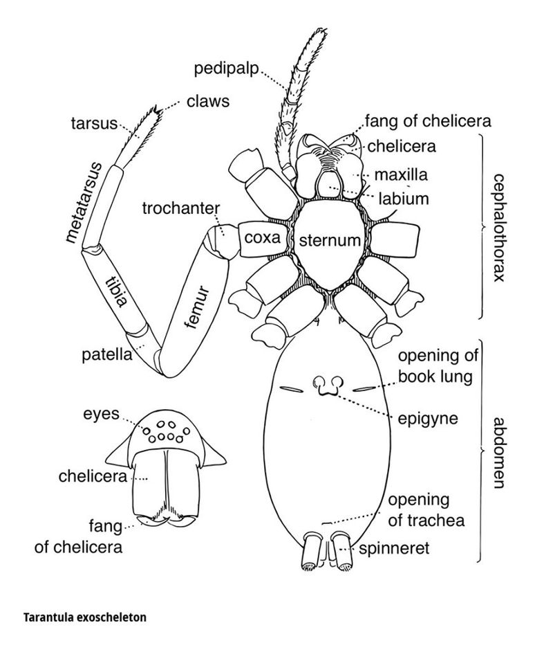 Tarantulele, explicate de Muzeul Țării Crișurilor