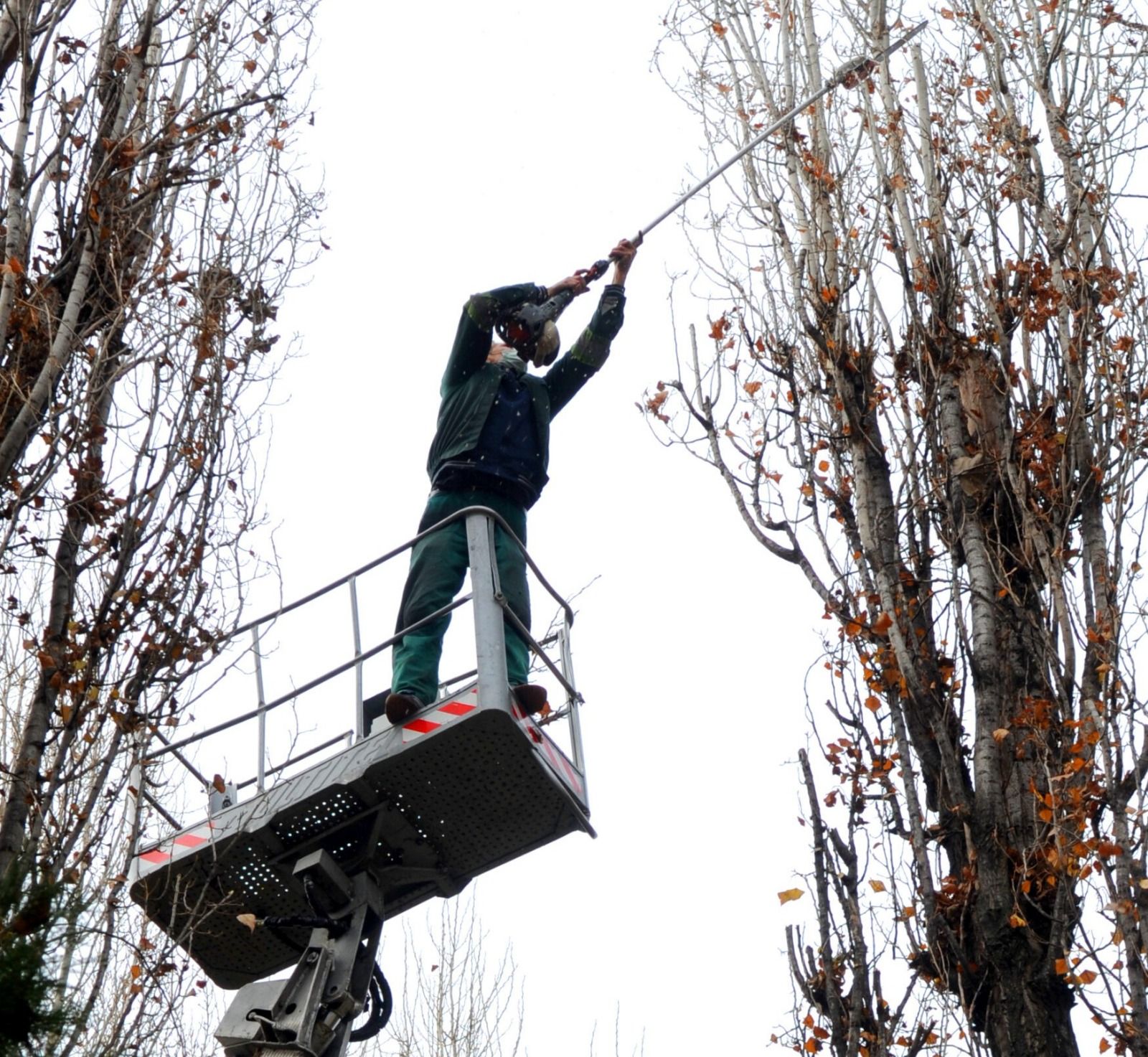 Toaletare și doborâre de arbori în Oradea, programate pe 5–9 octombrie