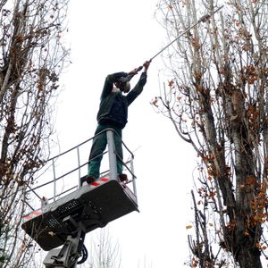 Toaletare și doborâre de arbori în Oradea, programate pe 5–9 octombrie