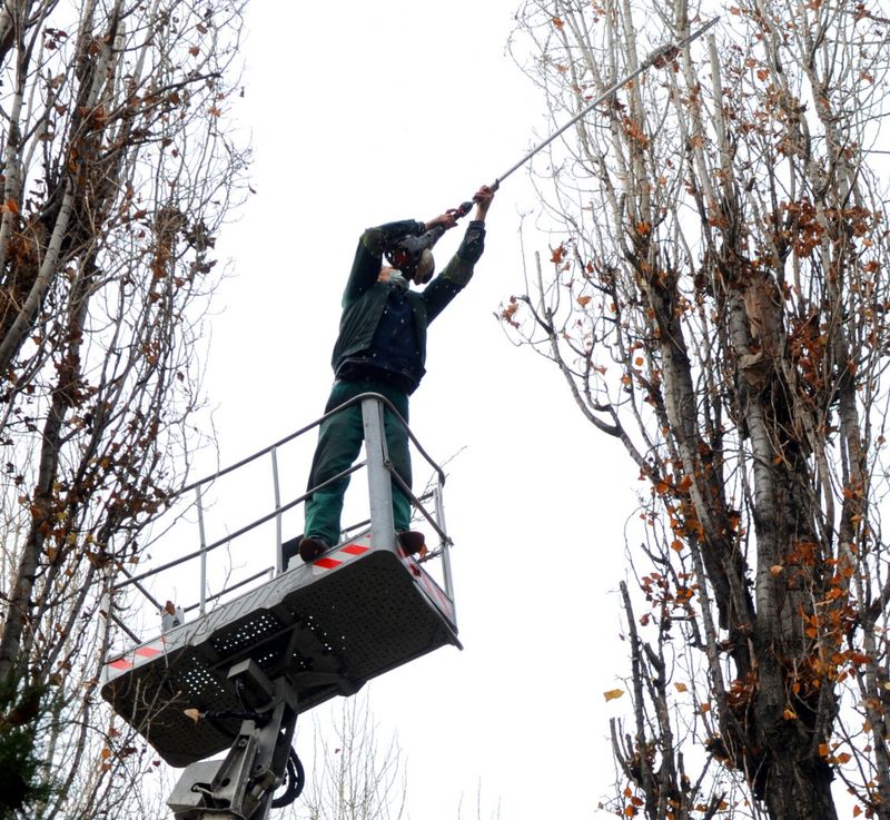 Toaletări și doborâri de arbori în Oradea: unde se intervine pe 10–14 august